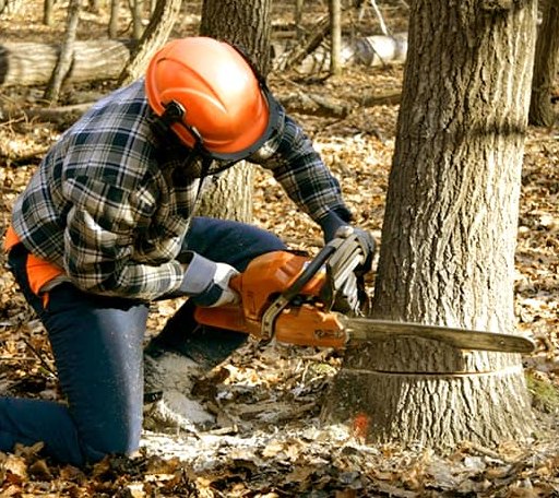Tree Removal in Lengby, MN